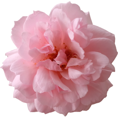 Pink Flower